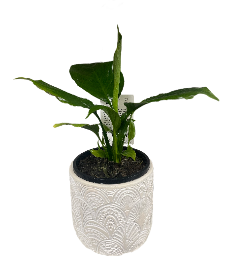 Indoor Plant in a Ceramic Pot